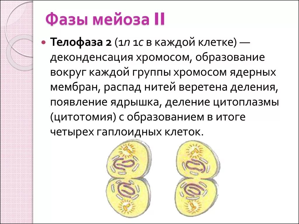 Выбери характеристики мейоза. Фазы мейоза телофаза 1. Мейоз 2 телофаза 2. Мейоз 1 телофаза 1. Фазы мейоза деления теплофаза.