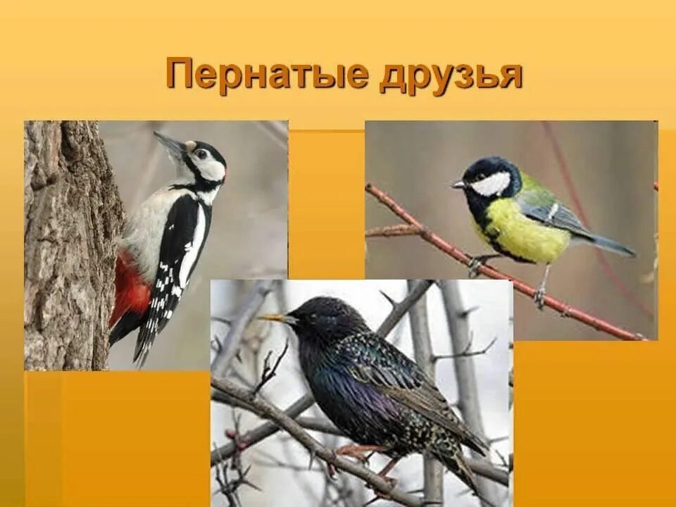 Почему птицы наши друзья. Пернатые друзья. Наши пернатые друзья. Птицы наши пернатые друзья. Наши пернатые друзья презентация.
