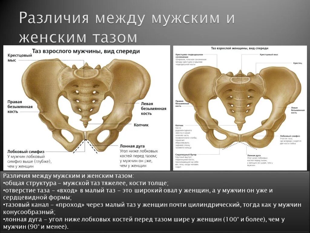 Изменение таза в ходе эволюции