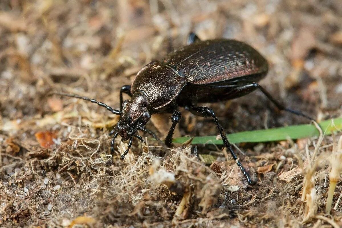 Хищный жук. Жужелицы жуки жужелицы. Хищный жук. Жужелица узкогрудая. Жесткокрылые плотоядные жуки.
