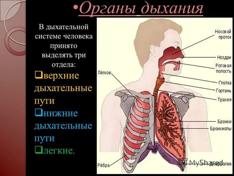 Органы обеспечивающие дыхание человека