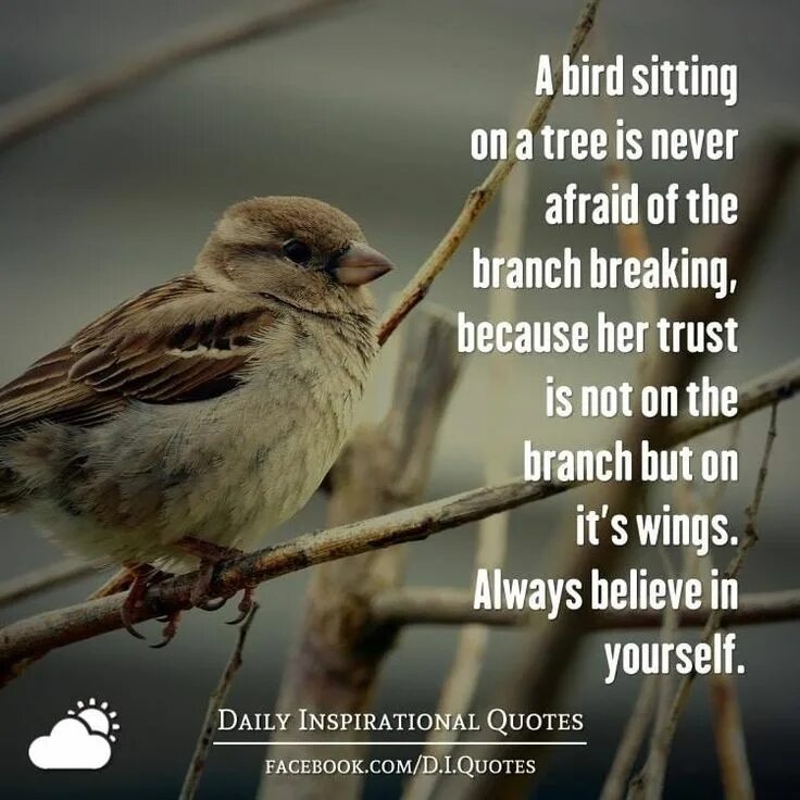 That bird is in the tree. Birds on branches. a bird sits on a tree. bird is sitting. tired of being a bird.