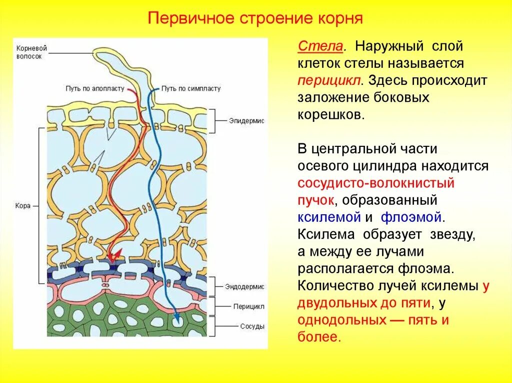 Клетки наружного слоя корня