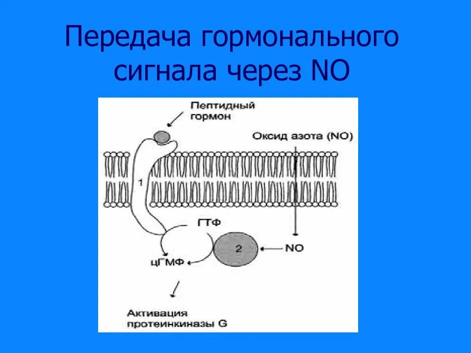 Передача гормональных сигналов через мембранные рецепторы. Механизм передачи сигнала через мембранные рецепторы. Передача гормональных сигналов через мембранные рецепторы. Схема аденилатциклазного механизма передачи сигнала в клетку. Передача гормональных сигналов через мембранные рецепторы.