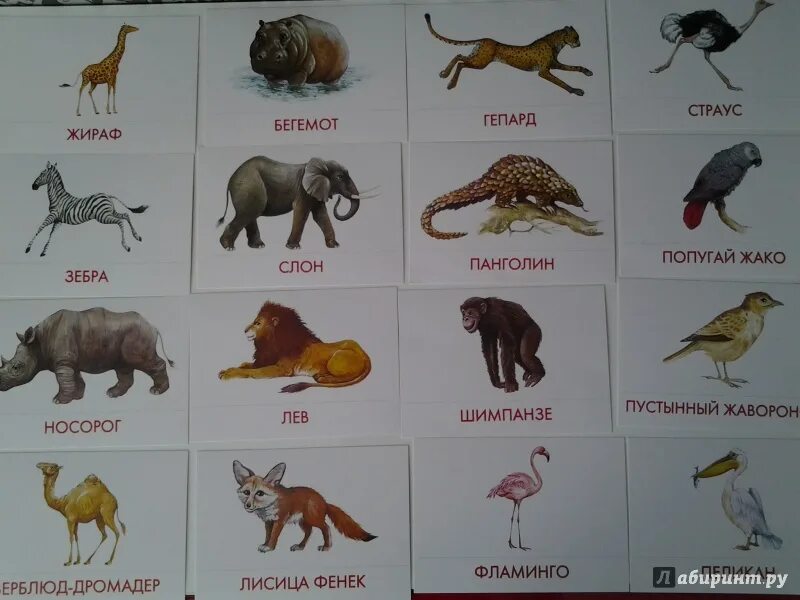 Каких животных ты знаешь. Африканские животные названия. Животные проживающие в Африке. Какие животные обитают в Афри. Названия животных диких Африки.