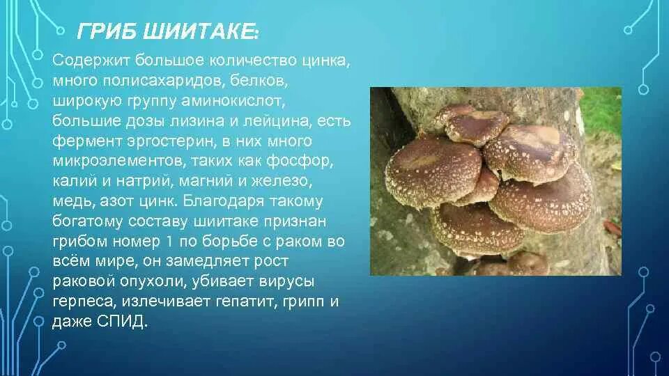 Шиитаке польза. Гриб шиитаке. Грибы грузди шиитаке. Сообщение про гриб шиитаке. Строение гриба шиитаке.