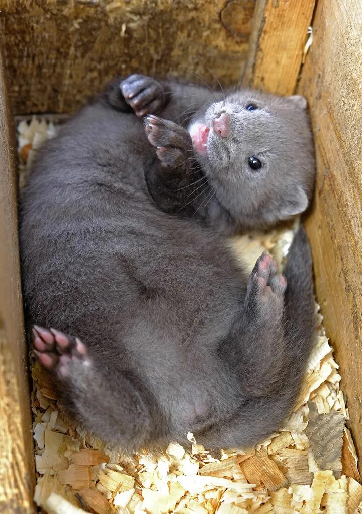 норка американская (neovison vison). норки бывают. черная американская норка. норки бывают. европейская норка.