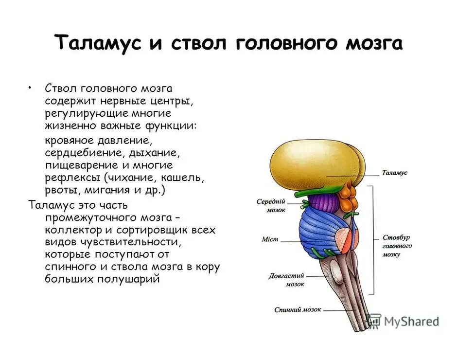 Функции ствола мозга человека. Головной мозг отделы ствола мозга. Отдел головного мозга таламус функции. Промежуточный мозг отделы промежуточного мозга строение. Промежуточный мозг таламус строение.