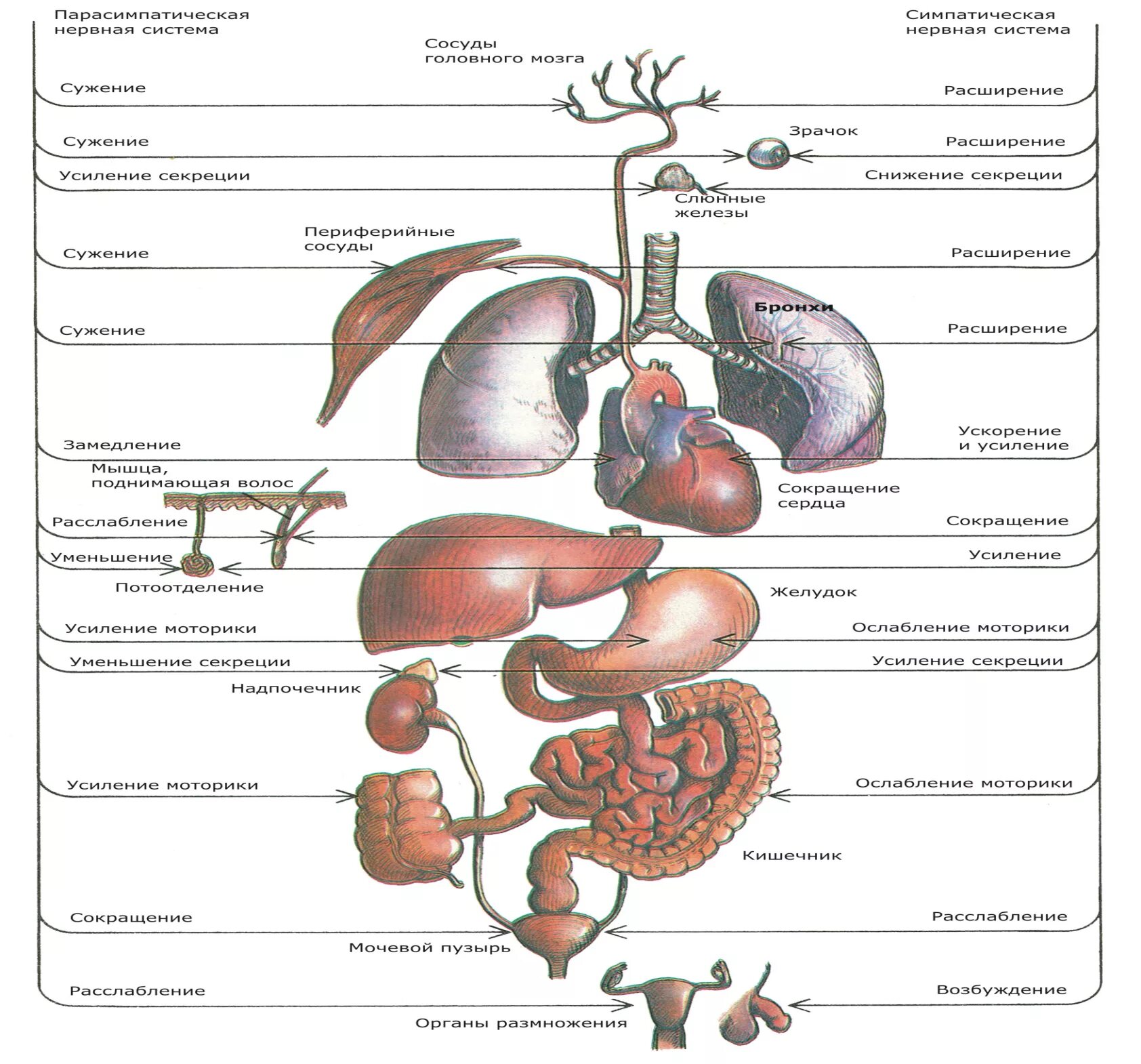 Парасимпатический отдел усиливает. Парасимпатическая нервная система. Симпатическая и парасимпатическая нервная система. Надпочечники симпатическая и парасимпатическая нервная система. Гормоны парасимпатической нервной.