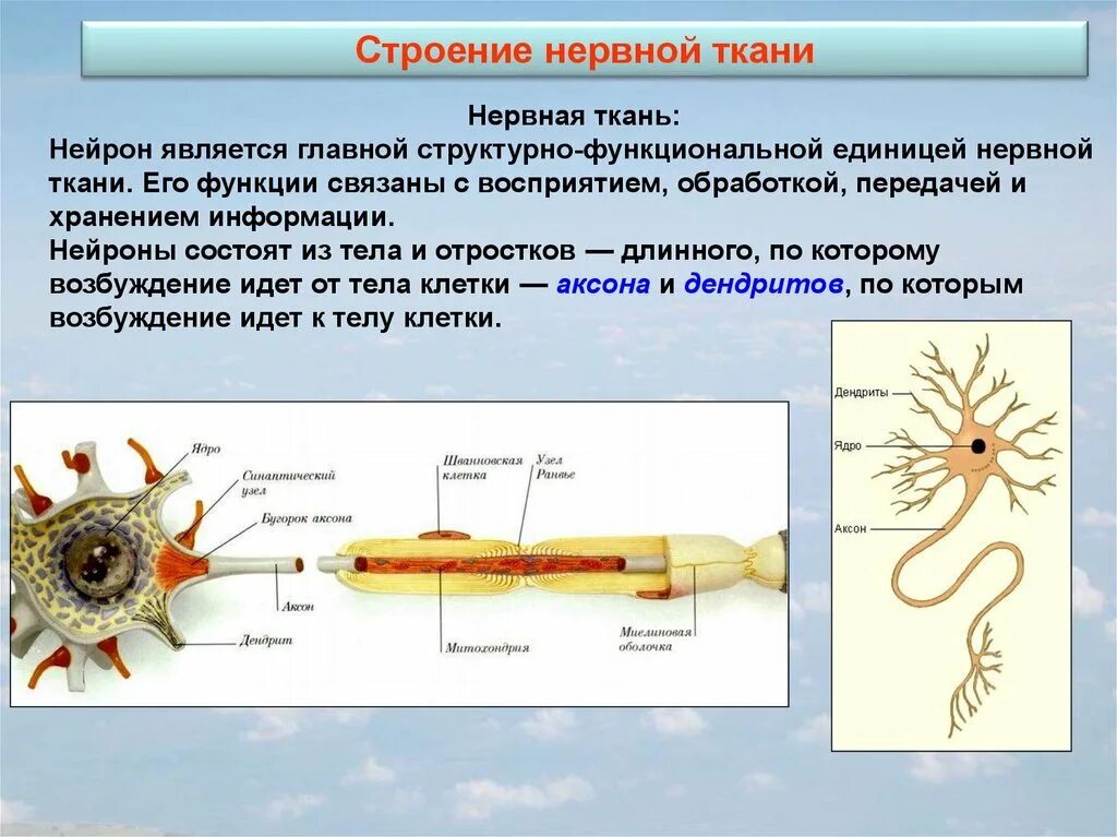 Нервная ткань состоит из собственно нервных. Нервная система строение нейрона. Нервная система ткань и структура. Нервная ткань строение нейрона. Нервная ткань строение состав свойства.