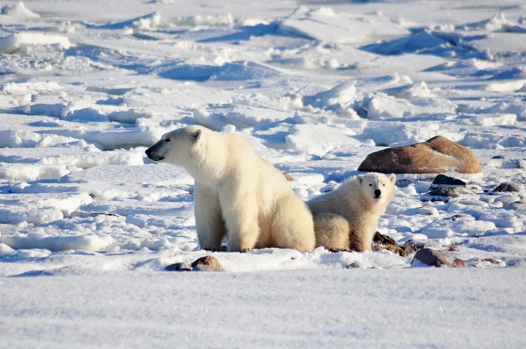 На льдах какого залива обитают белые. Среда обитания белого медведя. Белый медведь охотится. Белый медведь обитание. Потепление климата для белого медведя.