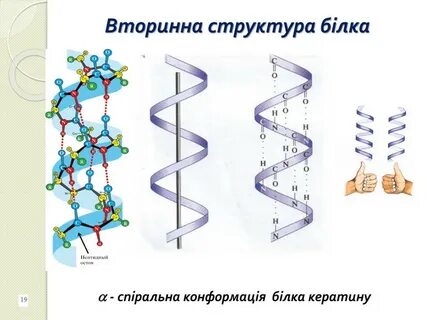 Биологическая роль вторичной структуры