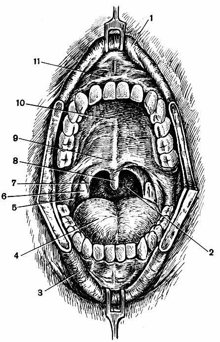 Зев. Небно язычная дужка анатомия. Зев полости рта анатомия.