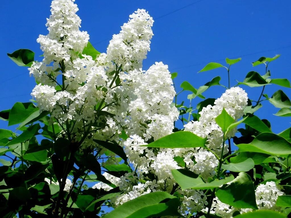 Видеть во сне сирень цветущую. Белая сирень приснилась. белая сирень футаж. белая сирень последний звонок. сад белой сирени крым.