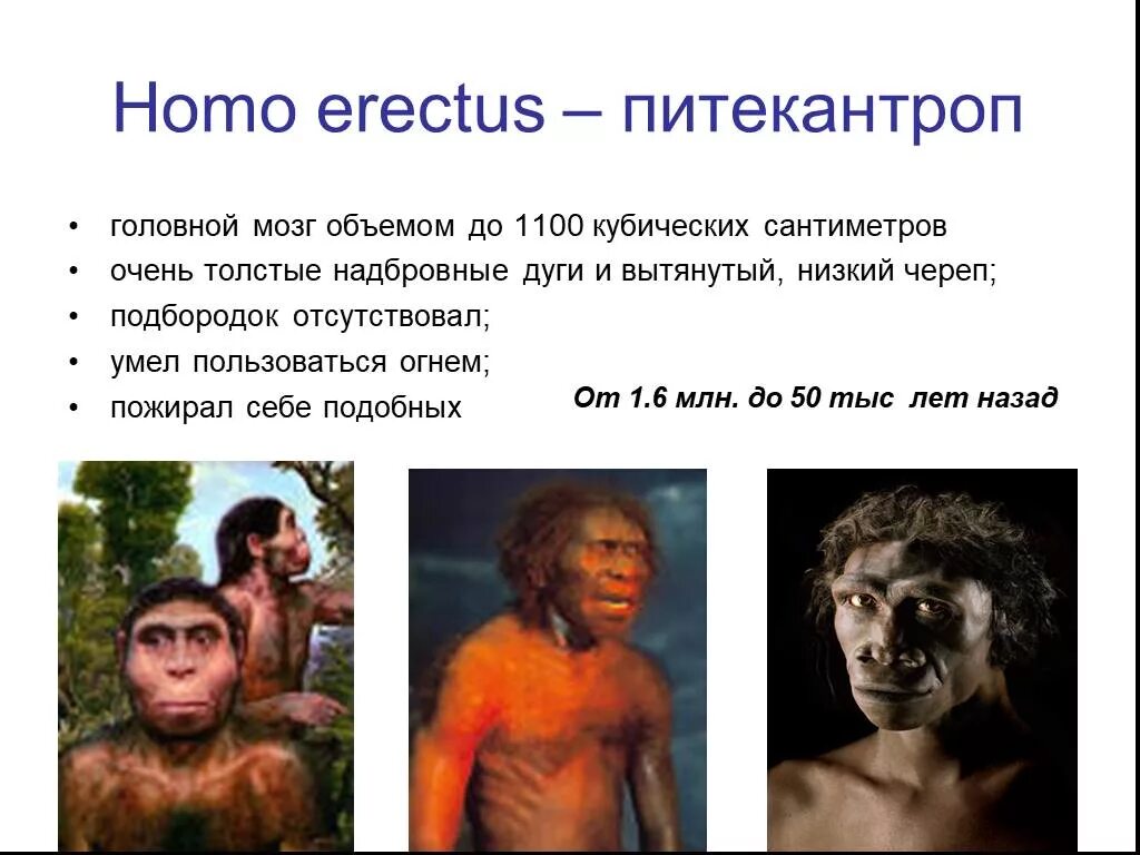 Объем мозга питекантропа. Питекантроп объем мозга. Питекантроп homo. Хомо Эректус объем мозга.