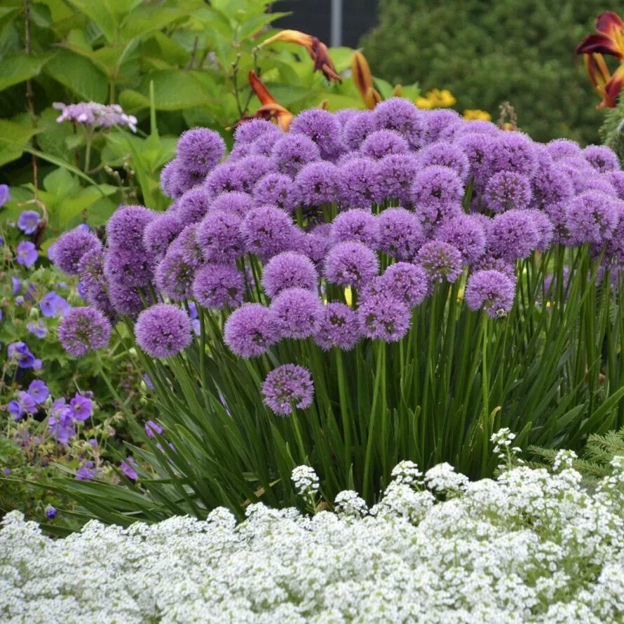 Аллиум шнитт. Аллиум Миллениум -. Аллиум айвори Квин. Лук шнитт (Allium schoenoprasum).