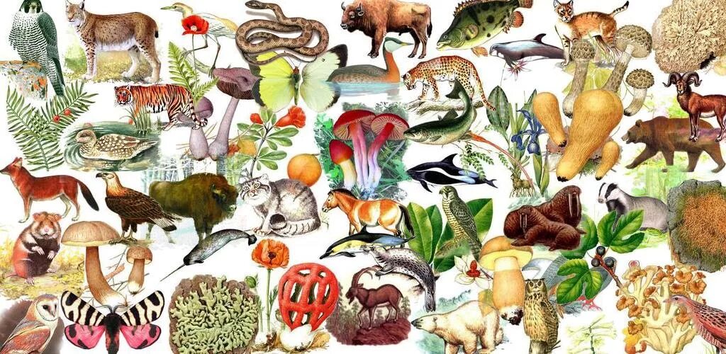 Многообразие организмов на нашей планете. Коллаж мир животных и растений. Многообразие видов животных. Многообразие видов.