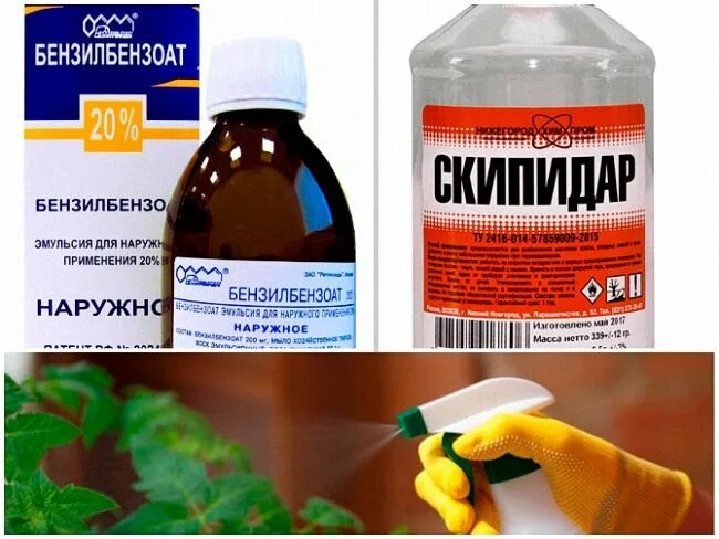 Препарат от белокрылки в теплице на томатах. Эффективное средство от белокрылки в теплице. Самое эффективное средство от белокрылки в теплице. Самое эффективное средство от белокрылки в теплице. Эффективное средство от белокрылки.