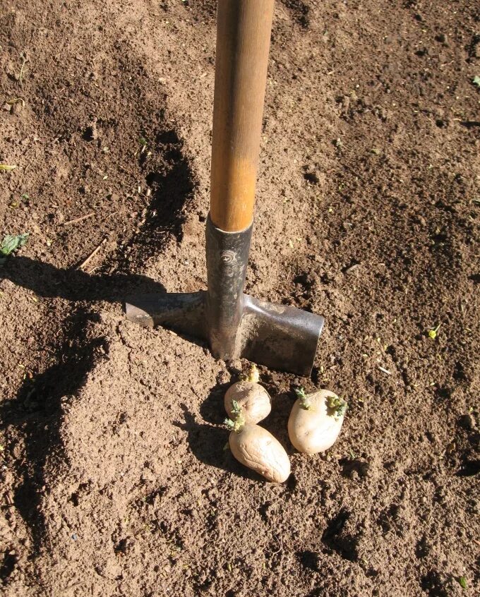 Как правильно сажать картошку под лопату