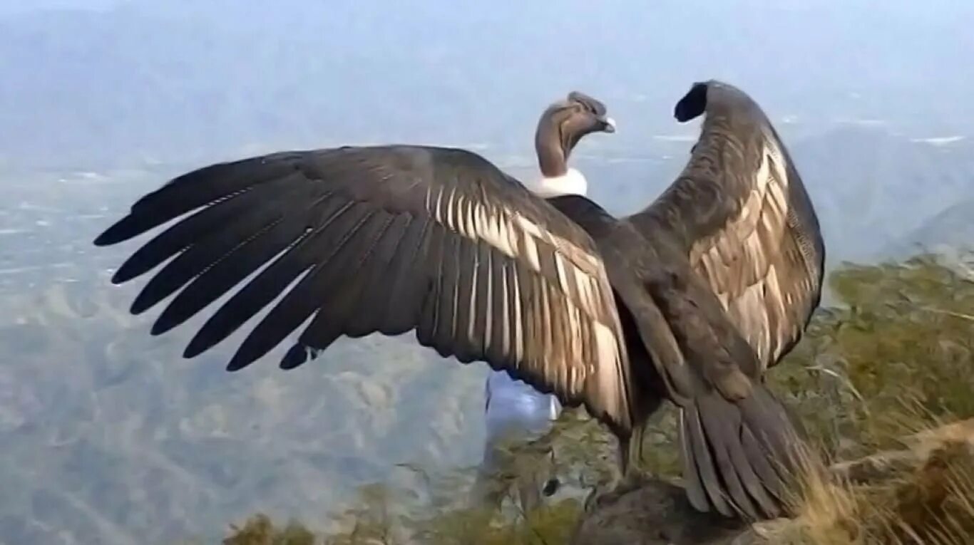 Самая большая птица на земле. Крупнейшая летающая птица. Самая большая летающая птица. Птицы которые летают огромные. Самая большая птица на планете летающая.