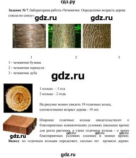 Биология 6 класс параграф 11 рабочая тетрадь