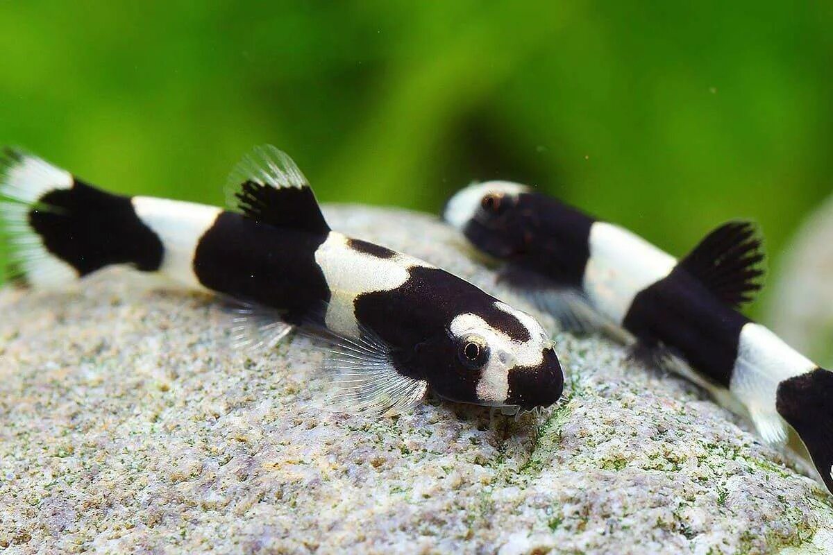Панда рыбка аквариумная фото Corydoras Catfish Fresh water fish tank, Aquarium fish, Cool fish