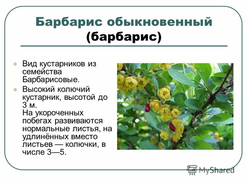 Значение слова кустарник. Барбарис обыкновенный побеги. барбарис обыкновенный куст. барбарис обыкновенный описание. доклад о кустарнике.