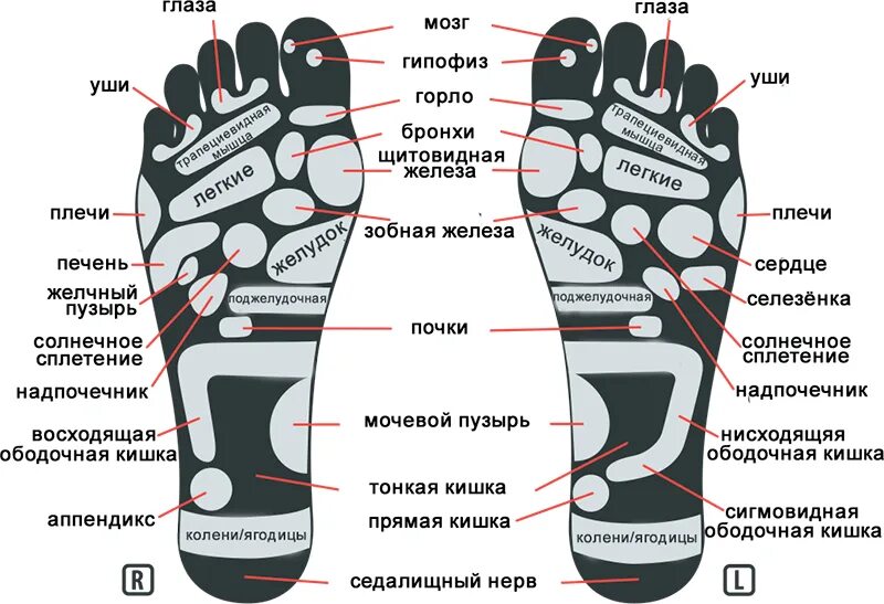 Акупунктурные точки стопы схема. Ступни ног точки отвечающие за органы. Точки подошвы отвечающие за органы. Точки акупунктуры на ступнях ног. Внутри класса количество ног непостоянно