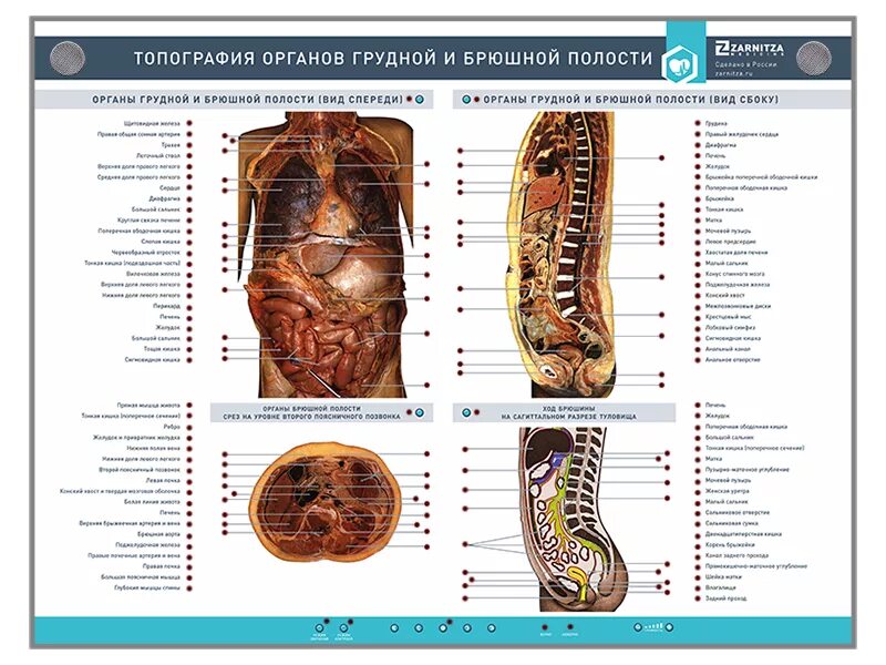 Какие органы в брюшной полости человека. Расположение органов. Расположение органов у человека. Органы брюшной полости человека. Топография внутренних органов человека.