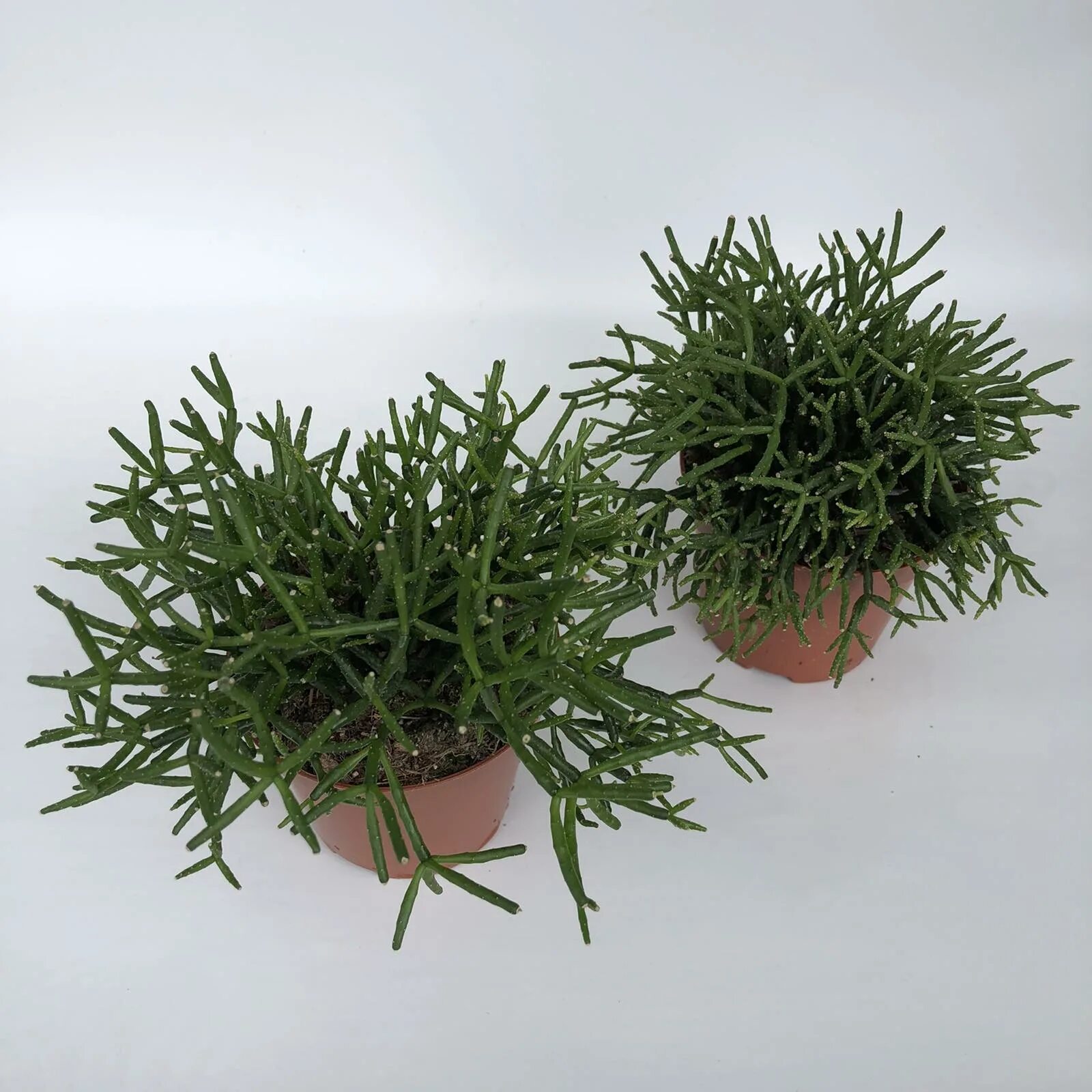 Рипсалис фото уход в домашних условиях Rhipsalis micrantha, #micrantha #Rhipsalis Indoor-garten, Ungewöhnliche pflanzen