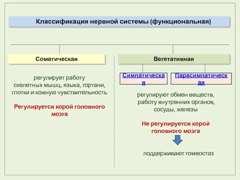 Классификация вегетативной. Классификация вегетативной нервной системы. Классификация нервной системы вегетативная и соматическая. Классификация нервной системы схема. Функциональная классификация нервной системы.