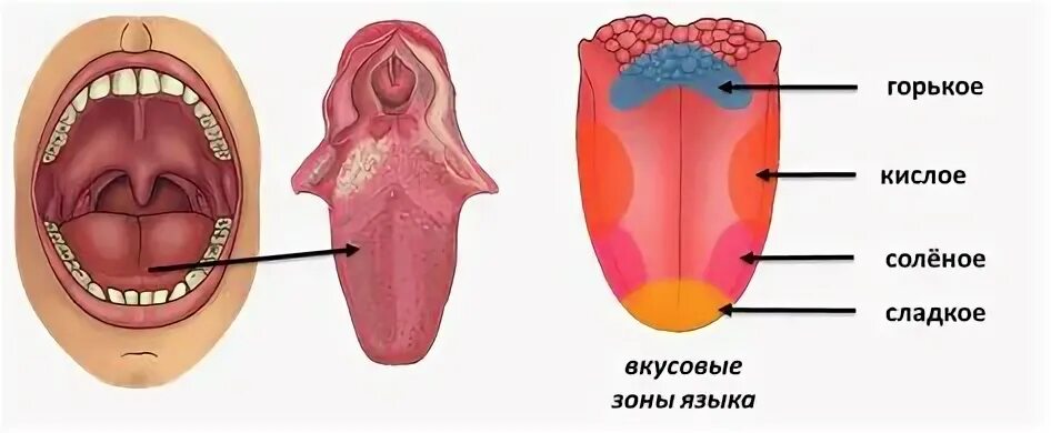 Пищевой комок в полости рта
