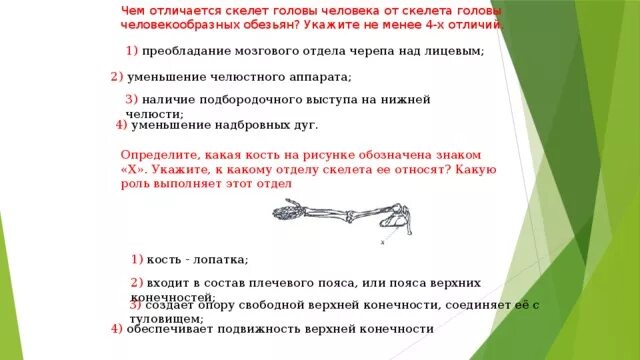 Головы человека от скелета головы человекообразных обезьян. Скелет головы человекообразной обезьяны. Отличия черепа человека от человекообразной обезьяны. Отличия скелета головы человека от скелета человекообразных обезьян.