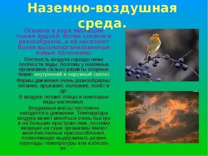 Свет в жизни живых организмов
