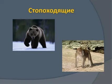 Млекопитающие это к