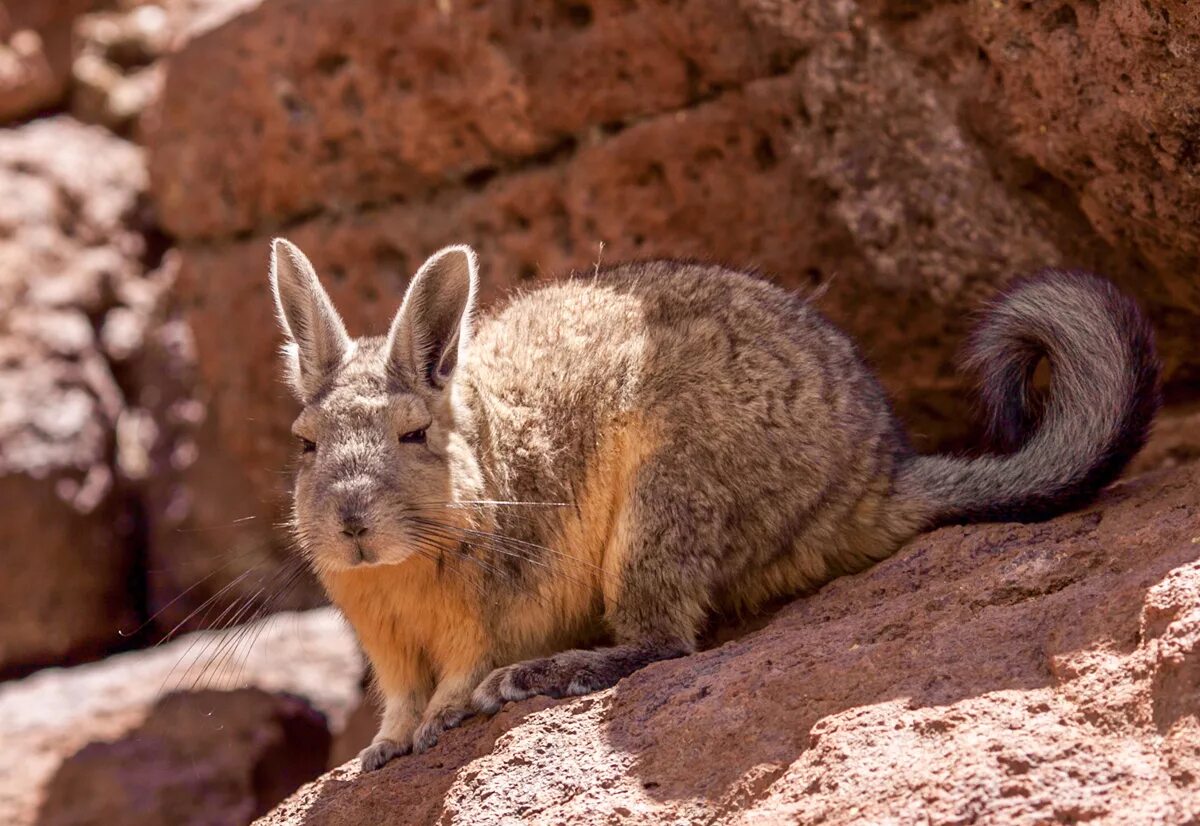 Грызуны обитающие в южной америке. Агути грызун. Горная вискаша хвост. Тасманский боевой бурундук. Капибара обыкновенная.