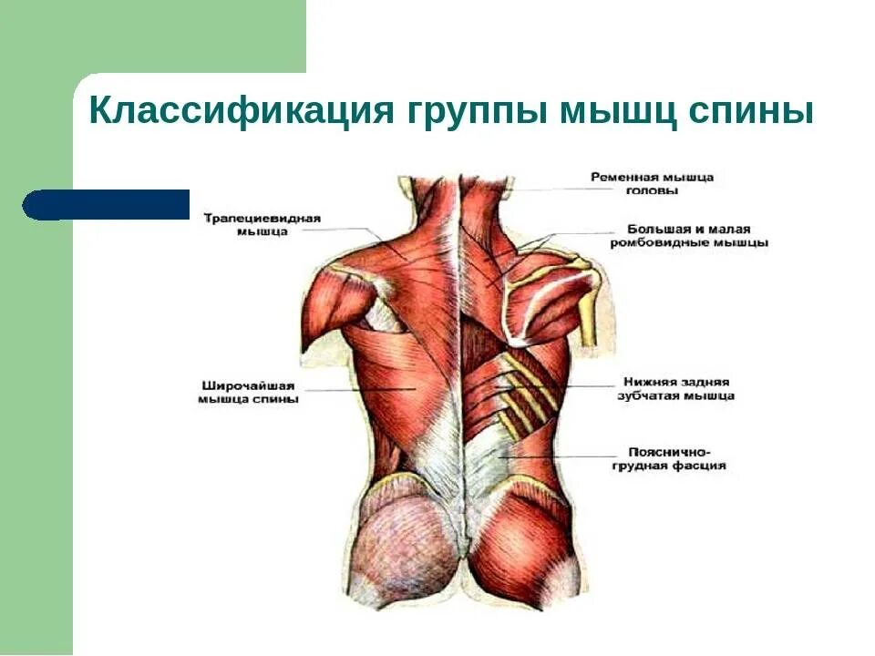 Мышцы спины вид спереди. Мышцы спины глубокие и поверхностные анатомия. Мышцы спины топография и функции. Топография поверхностных мышц спины. Части поясницы