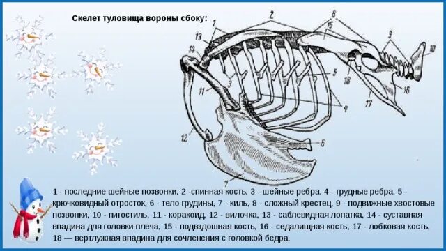 Строение скелета птицы лабораторная работа 7. Строение грудной клетки птиц. скелет туловища голубя. строение скелета туловища птицы. ребра птиц.