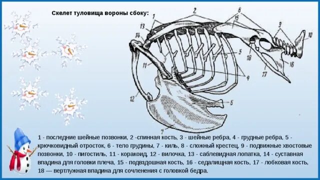 Строение грудной клетки птиц. Скелет туловища голубя. Строение скелета туловища птицы. Ребра птиц.