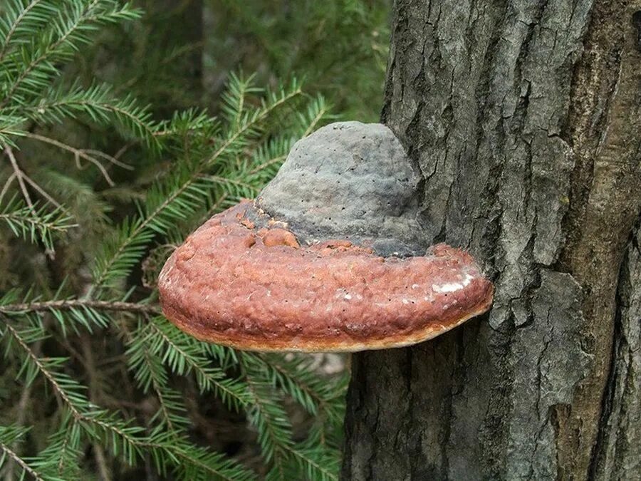 Трутовик Сосновый (окаймленный трутовик). Трутовик окаймленный Fomitopsis pinicola. Fomitopsis pinicola - трутовик Сосновый. Грибы паразиты трутовик Сосновый. Трутовик растение