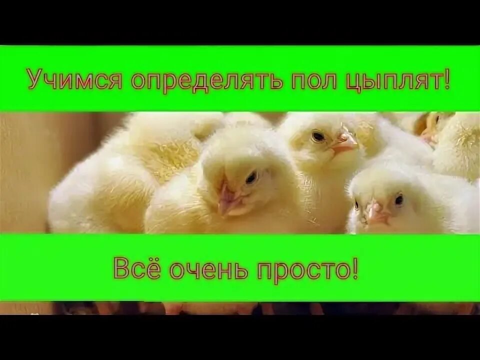 Определить пол цыпленка. Как различить пол цыплят. Как различить цыплят по полу. Отличить петушка от курочки.