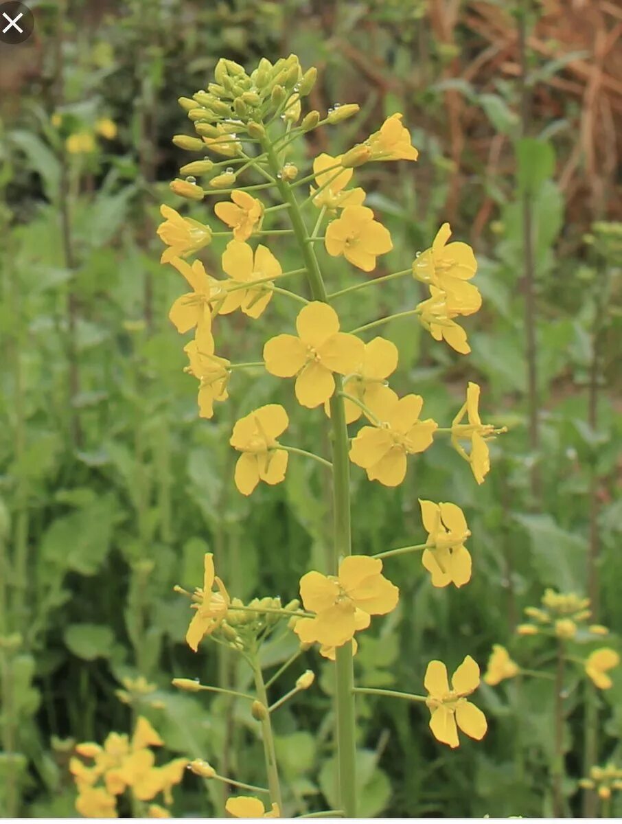 Рыжика посевного (Camelina Sativa),. Camelina Рыжик. Рыжик крестоцветные. Рыжик масличная культура. Цветок рыжик