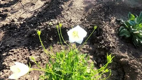 Посадка колокольчиков в открытый грунт