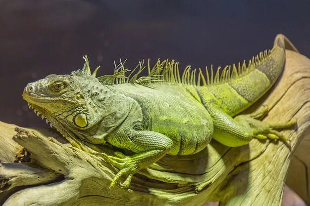 Most Common Diseases in Green Iguanas - Complete Guide