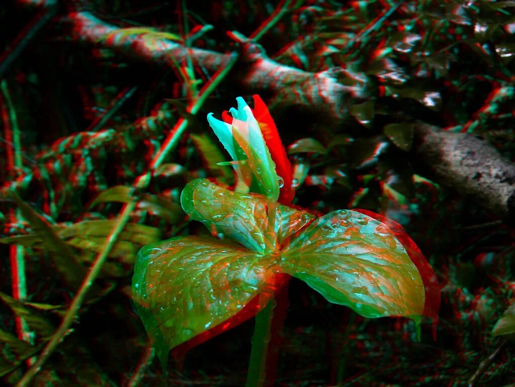 3d анаглиф 4к. фильтр красно синий. анаглифные 3. 3d изображение. фильтр красно синий.