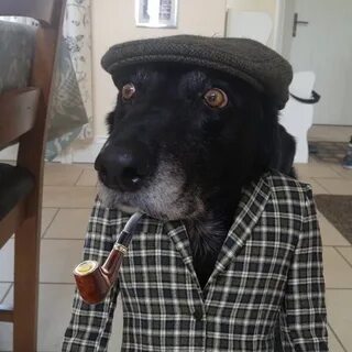 Собака куренок