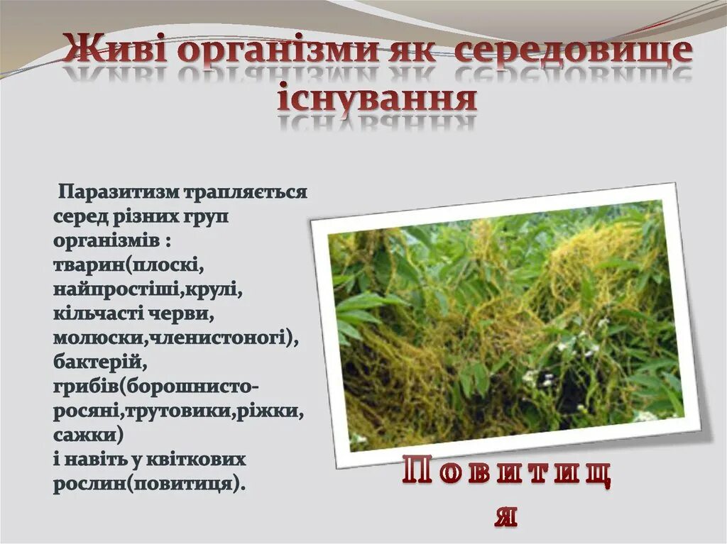 Разнообразные живые организмы. Середовища існування. Живі організми. Растения природознавство. Живые организмы.