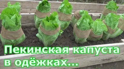 Как сажать пекинскую капусту в открытый