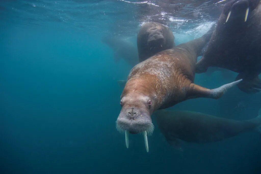 северный ледовитый океан подводный мир. морж в проруби. ижевский зоопарк моржи. ластоногие моржи. морж плывет.