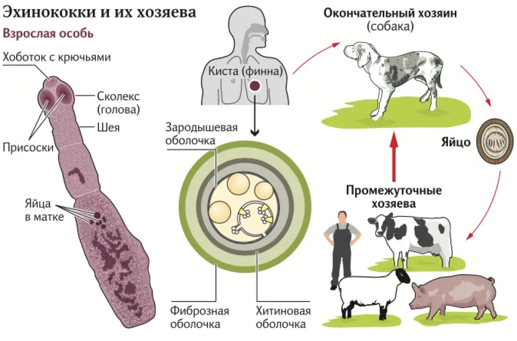 Какие животные являются хозяевами